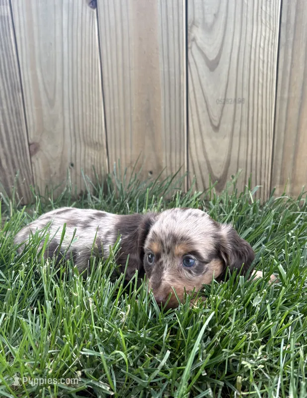 Tessa – Miniature Dachshund puppy for sale in Loogootee, IN