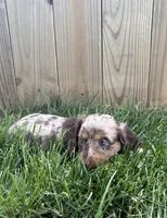 Tessa, a female Miniature Dachshund for sale in Loogootee, IN – 1 of 9