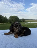 Bella, a female Miniature Dachshund for sale in Loogootee, IN – 8 of 8