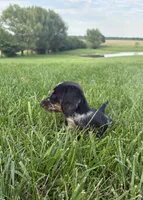Bella, a female Miniature Dachshund for sale in Loogootee, IN – 2 of 8