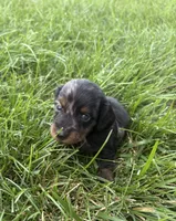 Blaze, a male Miniature Dachshund for sale in Loogootee, IN – 4 of 7