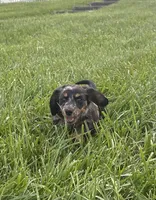 Bella, a female Miniature Dachshund for sale in Loogootee, IN – 3 of 8