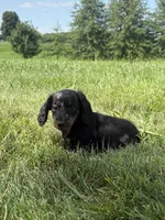 Jasper, a male Miniature Dachshund for sale in Loogootee, IN – 10 of 10