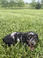 Skye, a female Miniature Dachshund for sale in Loogootee, IN – 7 of 7