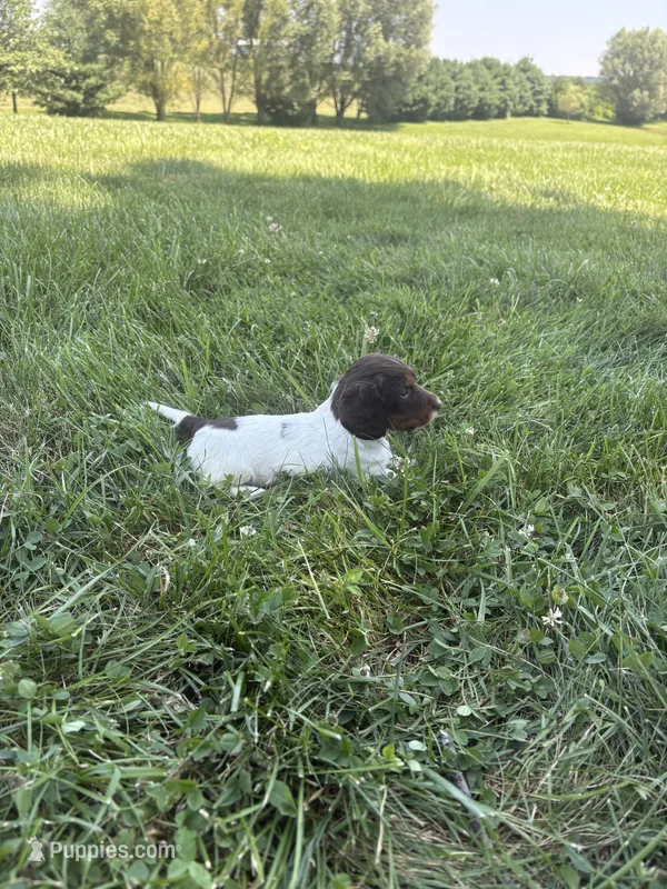 Cooper – Miniature Dachshund puppy for sale in Loogootee, IN