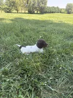 Cooper, a male Miniature Dachshund for sale in Loogootee, IN – 5 of 8