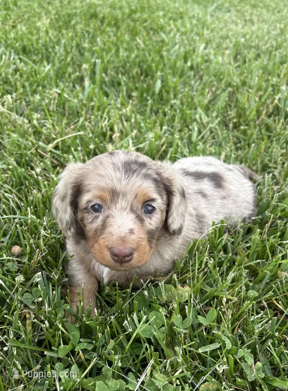 Remi – Miniature Dachshund puppy for sale in Loogootee, IN