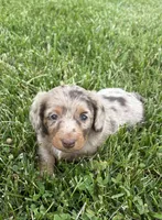 Remi, a male Miniature Dachshund for sale in Loogootee, IN – 1 of 8