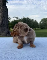 Archie, a male Miniature Dachshund for sale in Loogootee, IN – 6 of 7