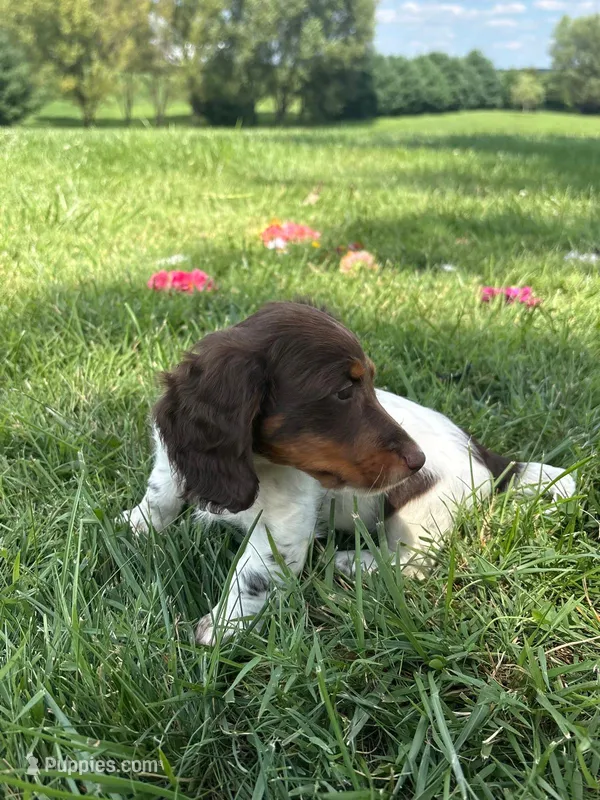 Remi – Miniature Dachshund puppy for sale in Loogootee, IN
