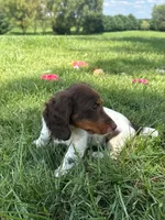 Remi, a male Miniature Dachshund for sale in Loogootee, IN – 1 of 10