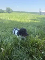 Banjo, a male Miniature Dachshund for sale in Loogootee, IN – 3 of 8