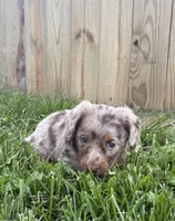 Remi, a male Miniature Dachshund for sale in Loogootee, IN – 3 of 8