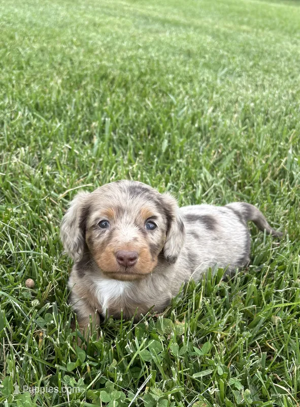 Remi – Miniature Dachshund puppy for sale in Loogootee, IN