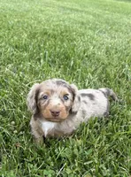 Remi, a male Miniature Dachshund for sale in Loogootee, IN – 4 of 8