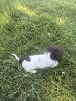 Cooper, a male Miniature Dachshund for sale in Loogootee, IN – 6 of 8