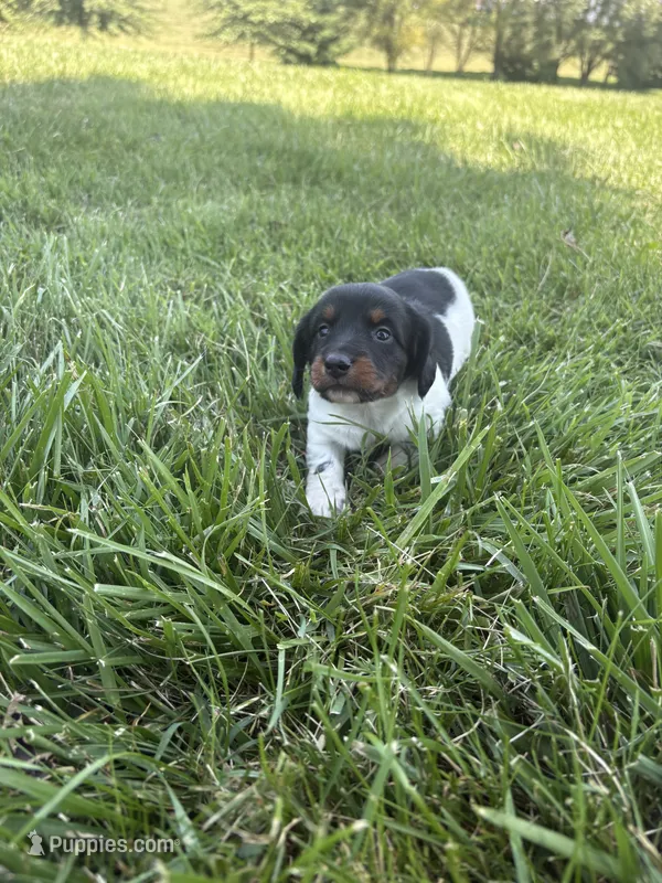 Banjo – Miniature Dachshund puppy for sale in Loogootee, IN