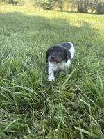 Banjo, a male Miniature Dachshund for sale in Loogootee, IN – 6 of 8
