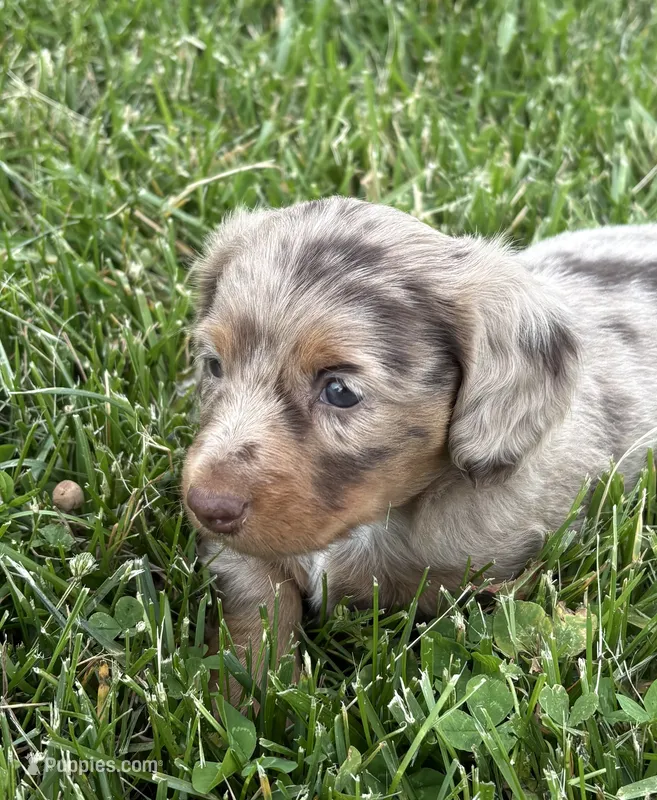 Remi – Miniature Dachshund puppy for sale in Loogootee, IN