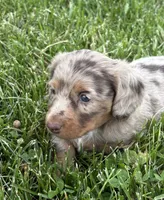 Remi, a male Miniature Dachshund for sale in Loogootee, IN – 2 of 8