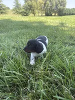 Banjo, a male Miniature Dachshund for sale in Loogootee, IN – 5 of 8
