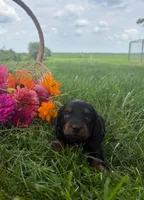 Zoey, a female Miniature Dachshund for sale in Loogootee, IN – 5 of 5