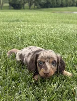 Tessa, a female Miniature Dachshund for sale in Loogootee, IN – 4 of 9