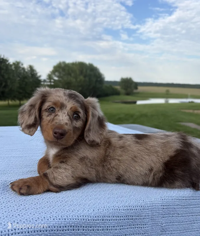 Archie – Miniature Dachshund puppy for sale in Loogootee, IN