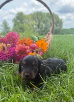 Zoey, a female Miniature Dachshund for sale in Loogootee, IN – 2 of 5