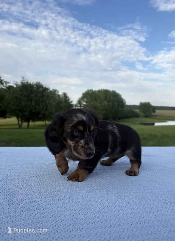 Bella – Miniature Dachshund puppy for sale in Loogootee, IN