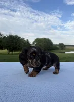 Bella, a female Miniature Dachshund for sale in Loogootee, IN – 1 of 8