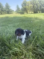 Banjo, a male Miniature Dachshund for sale in Loogootee, IN – 1 of 8