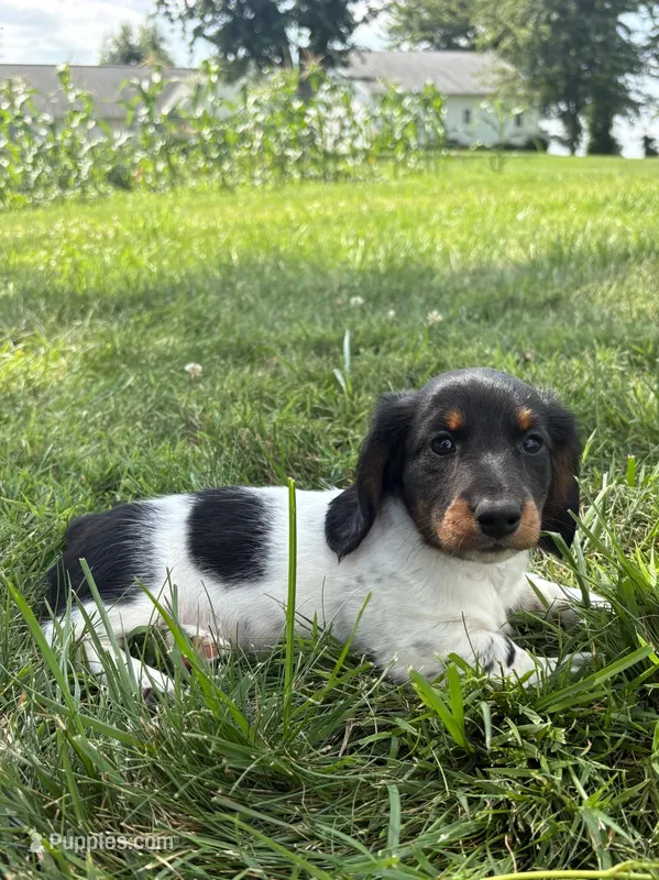 Archie  – Miniature Dachshund puppy for sale in Loogootee, IN