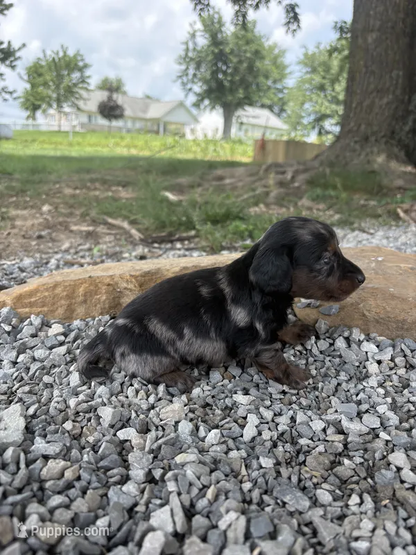 Blaze – Miniature Dachshund puppy for sale in Loogootee, IN