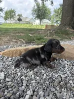 Blaze, a male Miniature Dachshund for sale in Loogootee, IN – 5 of 7