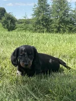 Jasper, a male Miniature Dachshund for sale in Loogootee, IN – 9 of 10
