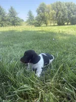 Banjo, a male Miniature Dachshund for sale in Loogootee, IN – 2 of 8