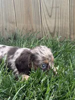 Tessa, a female Miniature Dachshund for sale in Loogootee, IN – 5 of 9