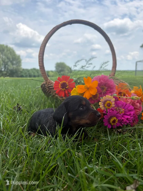 Zoey – Miniature Dachshund puppy for sale in Loogootee, IN