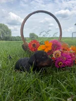 Zoey, a female Miniature Dachshund for sale in Loogootee, IN – 1 of 5