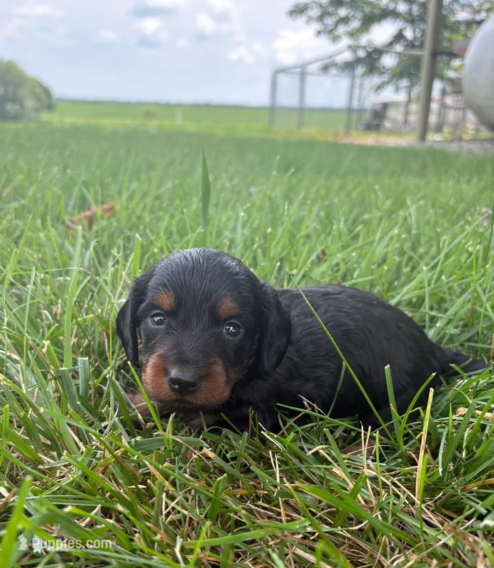 Zoey – Miniature Dachshund puppy for sale in Loogootee, IN