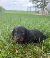 Zoey, a female Miniature Dachshund for sale in Loogootee, IN – 4 of 5