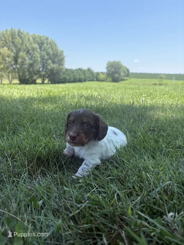 Cooper – Miniature Dachshund puppy for sale in Loogootee, IN