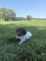 Cooper, a male Miniature Dachshund for sale in Loogootee, IN – 1 of 8