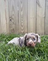 Remi, a male Miniature Dachshund for sale in Loogootee, IN – 8 of 8