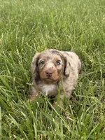 Remi, a male Miniature Dachshund for sale in Loogootee, IN – 7 of 8