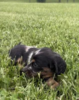 Skye, a female Miniature Dachshund for sale in Loogootee, IN – 2 of 7