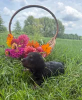 Zoey, a female Miniature Dachshund for sale in Loogootee, IN – 3 of 5