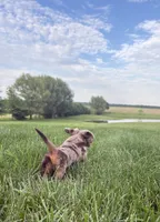 Archie, a male Miniature Dachshund for sale in Loogootee, IN – 5 of 7