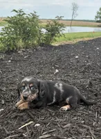 Skye, a female Miniature Dachshund for sale in Loogootee, IN – 5 of 7